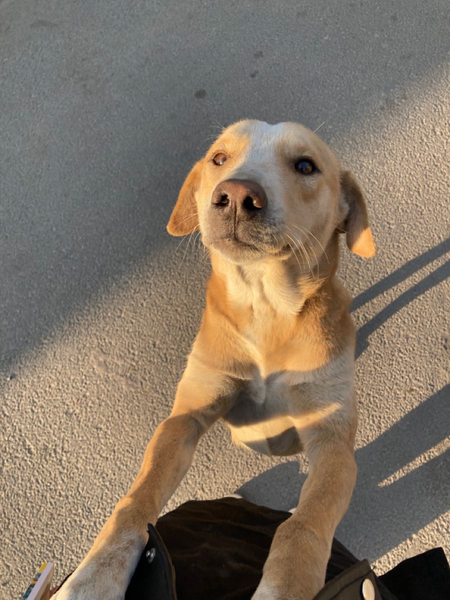 iti malias tweet media