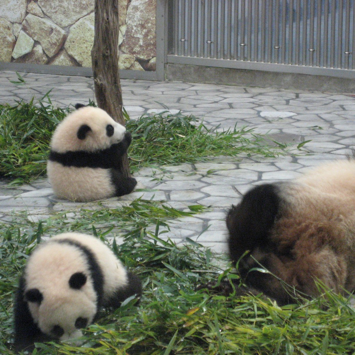 ◆ パンダ パンダ Pandaページ pandaページ ZX-Panda 16k RAM Pack by Stonechip