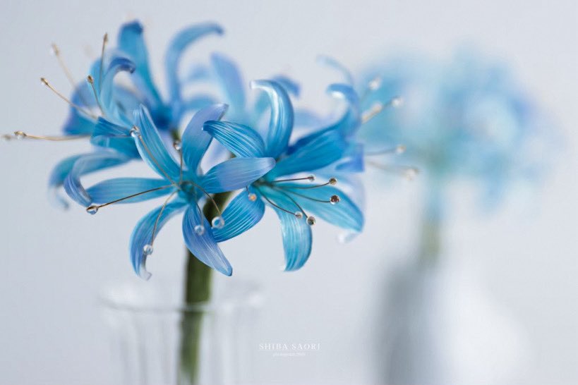 しばさおり (@koshiba0822) / Posts / X