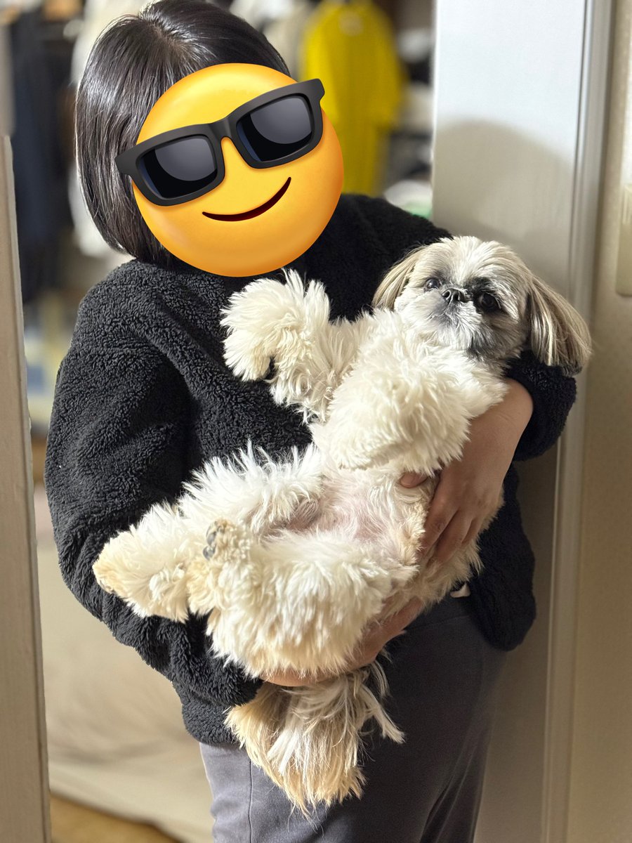 シーズーのズーコ♂ (@shih_tzu_co) / Posts / X