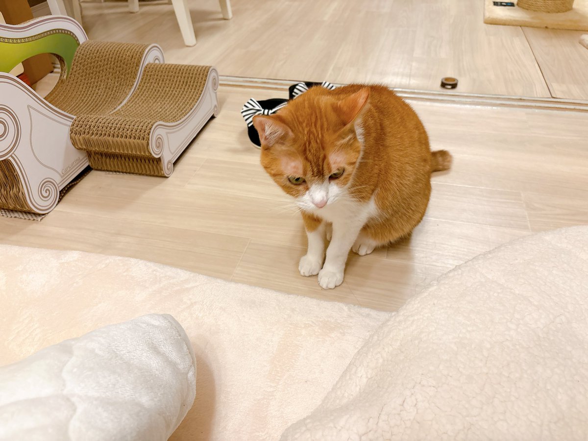 きなこ (@9i_7a_5o) / Posts and Replies / X