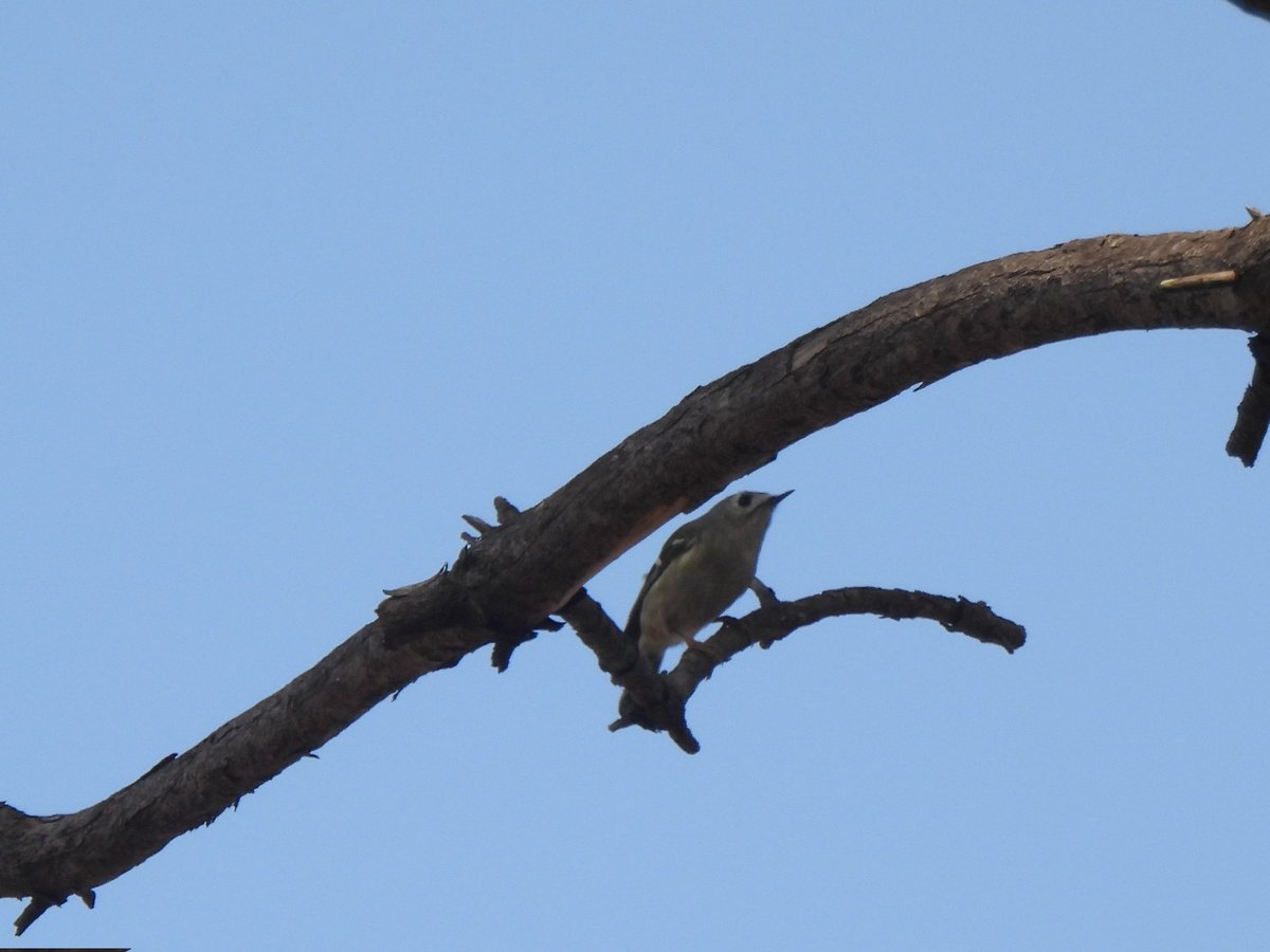 11월 30일  국립세종수목원 조류모니터링에서 흰날개해오라기와 후투티를 실컷(!) 보셨다고. 대리님이 팝콘 먹듯 애벌레 먹는 후투티 사진을 보내주셨는데 너무 귀여워.ㅠㅠ 우린 후투티 못 봤는데 하지만 상모솔새 봤지요 하고 사진 보내드렸더니 부러워하심. 훗.