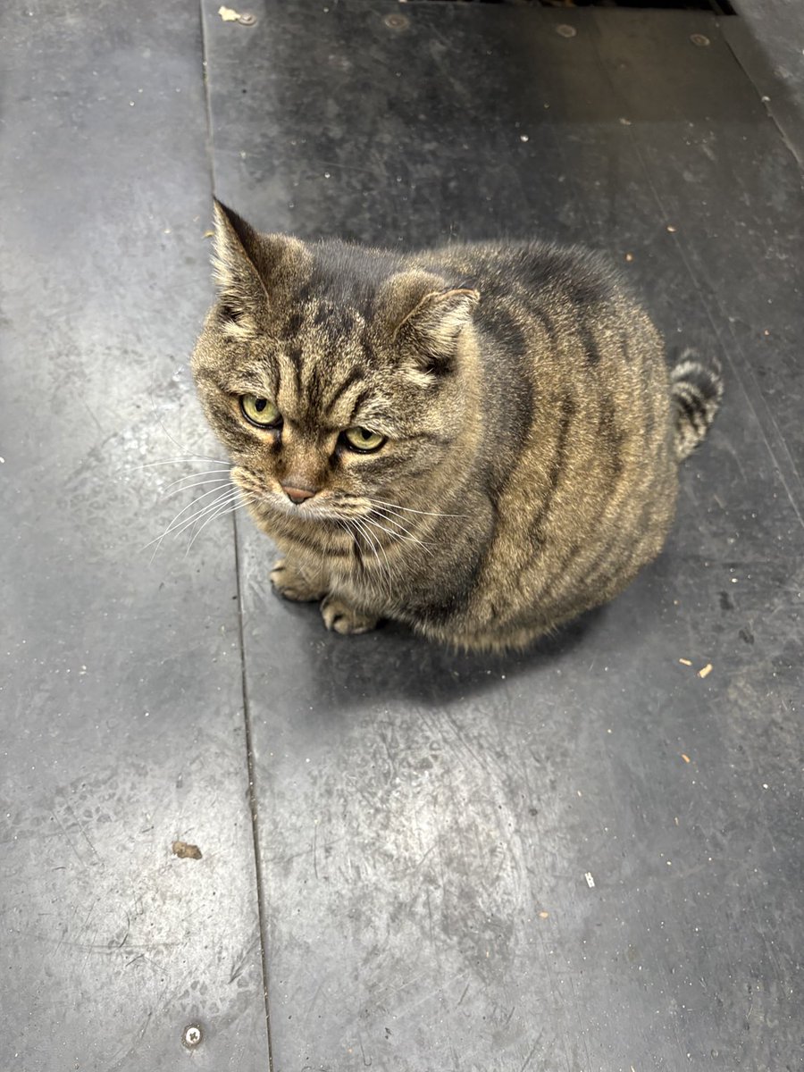 퇴근 직전 몹시 짜증스러운 일이 있었고 바둑이집 가서 냥 실컷 쓰다듬고 오늘은손님들이랑도 수다도 떨고 한참 놀다 나와서 따릉이 천 원 벌금 물었다. 회사 독을 빼 줘야 돼. 오늘따라 꾀죄죄하던 바둑이를 얼마나주물렀는지 손바닥이 새카매졌다. 
 ↑웬 까만 손이 x를 눌러 내 트윗 다 지웠다 참나