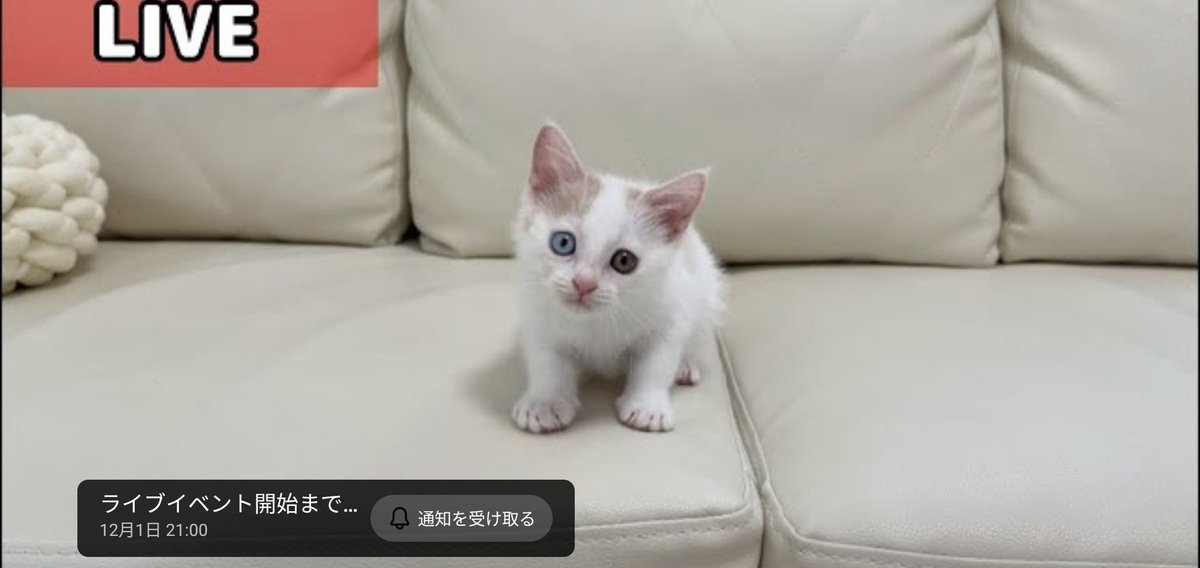 フォウ (@EMs5B5rXk3nxWbS) / Posts / X