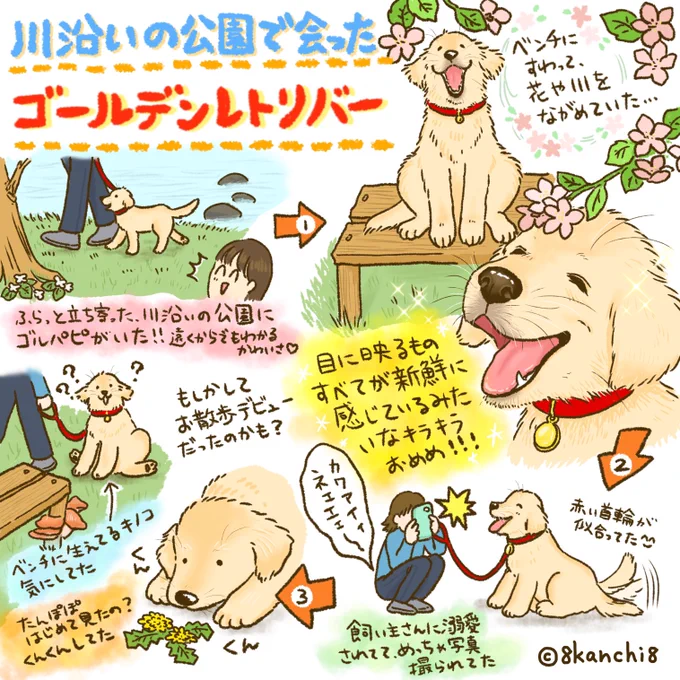 街で見かけたゴールデンレトリバーたち(3/3) 