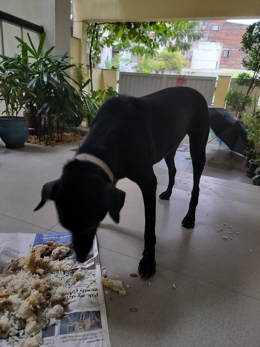 AparnaKarthi's tweet image. Friends in Chennai,this beautiful black lab mix girl dog deserves a loving home. She is neutered. Pls could you/ anybody in your network would give her a forever home? She is adorable! Literally speaks. Super friendly and  has the glossiest coat! Pls share 🙏🏽Pls DM if interested