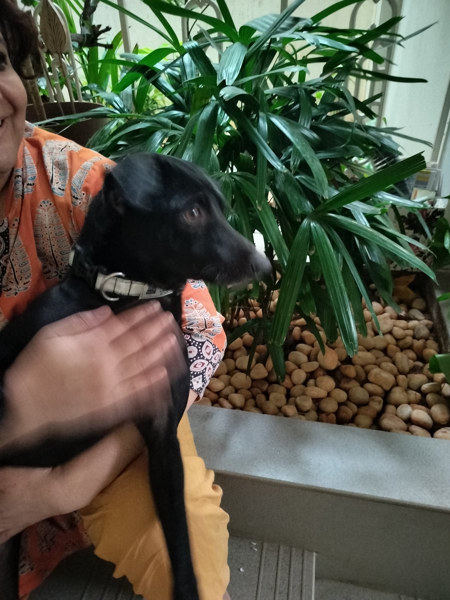 AparnaKarthi's tweet image. Friends in Chennai,this beautiful black lab mix girl dog deserves a loving home. She is neutered. Pls could you/ anybody in your network would give her a forever home? She is adorable! Literally speaks. Super friendly and  has the glossiest coat! Pls share 🙏🏽Pls DM if interested