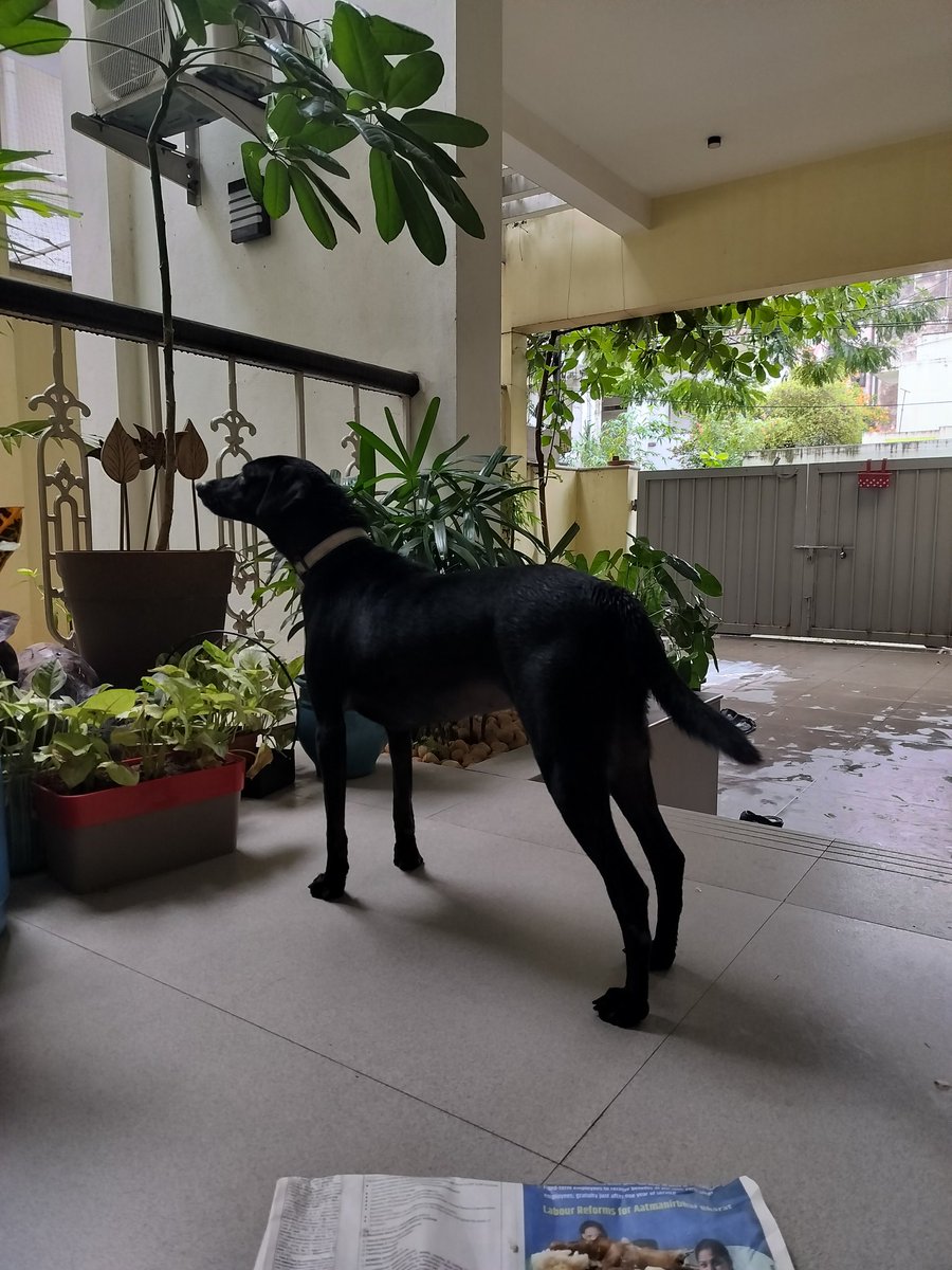 AparnaKarthi's tweet image. Friends in Chennai,this beautiful black lab mix girl dog deserves a loving home. She is neutered. Pls could you/ anybody in your network would give her a forever home? She is adorable! Literally speaks. Super friendly and  has the glossiest coat! Pls share 🙏🏽Pls DM if interested