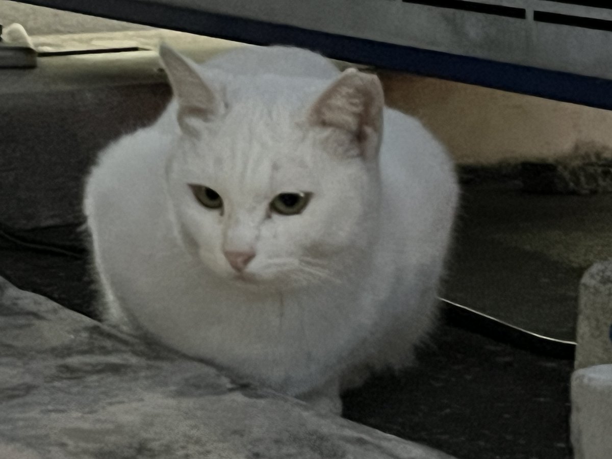 帰りは白猫さん2頭確認。 #猫 #ネコ #猫好きさんと繋がりたい