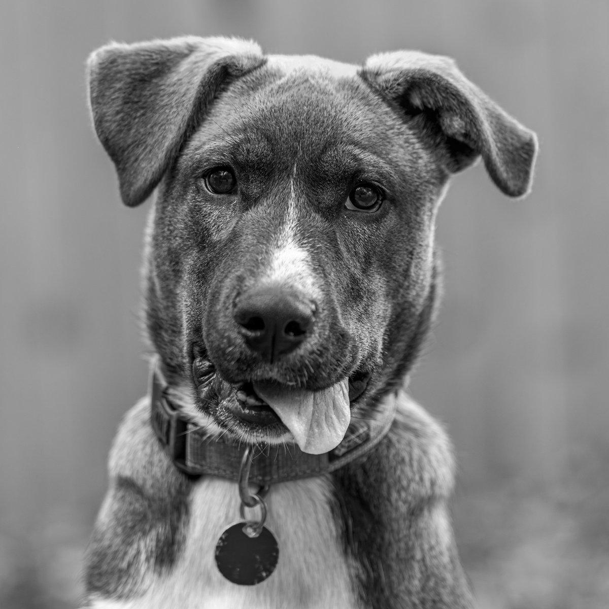 fredstrobel1's tweet photo. Today’s #monochromemonday is Cinna Bun @pawsatlanta . #adoptdontshop #rescue #rescuedogs #dogsofatlanta #dogsofatl #atlanta #atl #pawsatlanta #artisthelpinganimals #seenequalssave #heartsspeak #dogs #eosr5markii https://t.co/Y731zEw3Bw