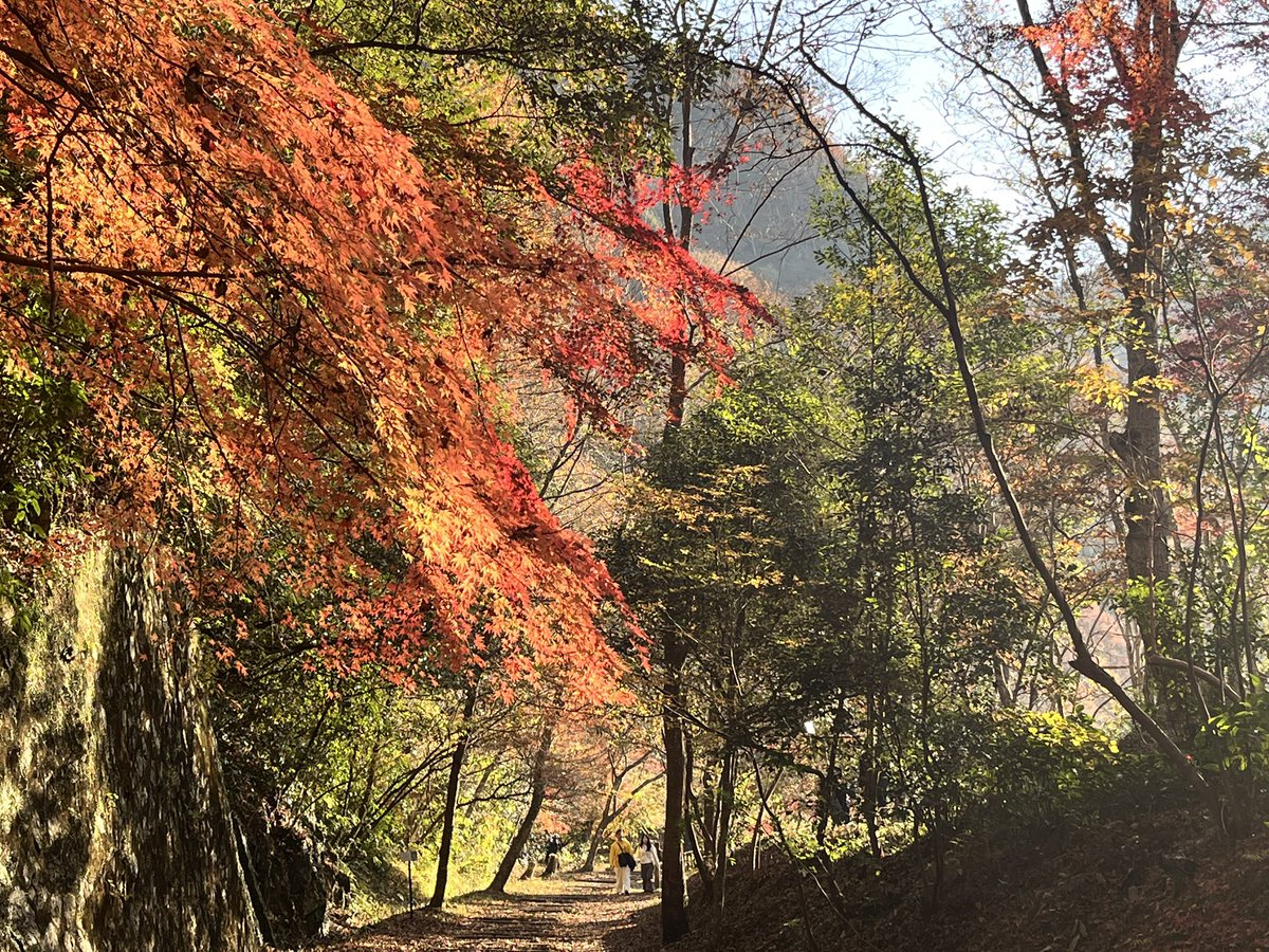 fuuusako's tweet photo. JR福知山線廃線跡、歩いて来ました。
紅葉🍁が綺麗でした。
真っ黒なトンネルの中から見える景色が綺麗でした。 https://t.co/FHiqbbNGgc