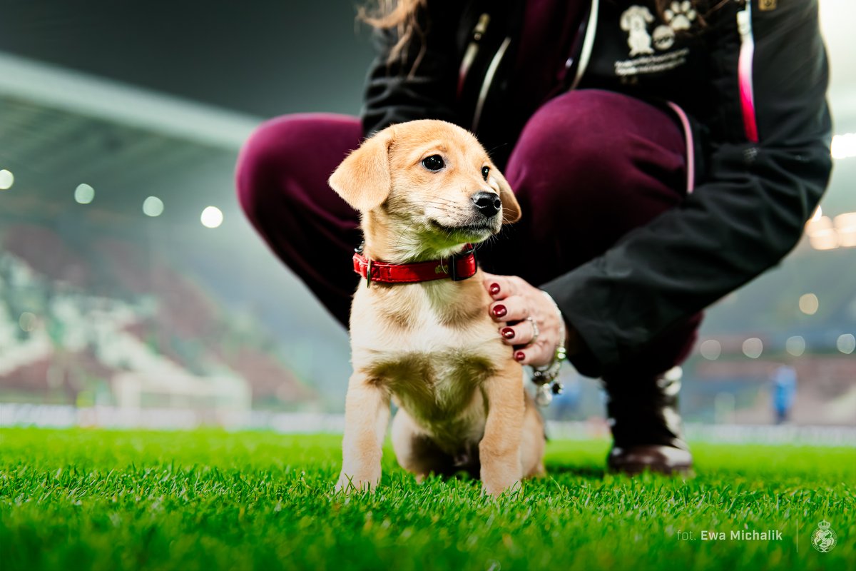 ewciakrk's tweet photo. Majster, Einstein oraz wiele innych zwierzaków  szukają domów 👀🐕
 Może ktoś tutaj szuka wyjątkowego przyjaciela❤️
↘️
tel. kontaktowy: 12 421 26 85 https://t.co/1Nqo7O0iC2