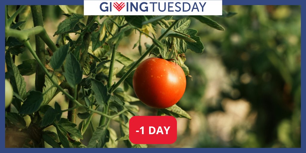 infoCEFS's tweet image. We’re one day away from #GivingTuesday! Support us tomorrow (or today!) by heading to our website to learn about our work &amp;amp; the year we’ve had. Your support helps us continue to grow so please consider making a gift. cefs.ncsu.edu/news/archive/e…