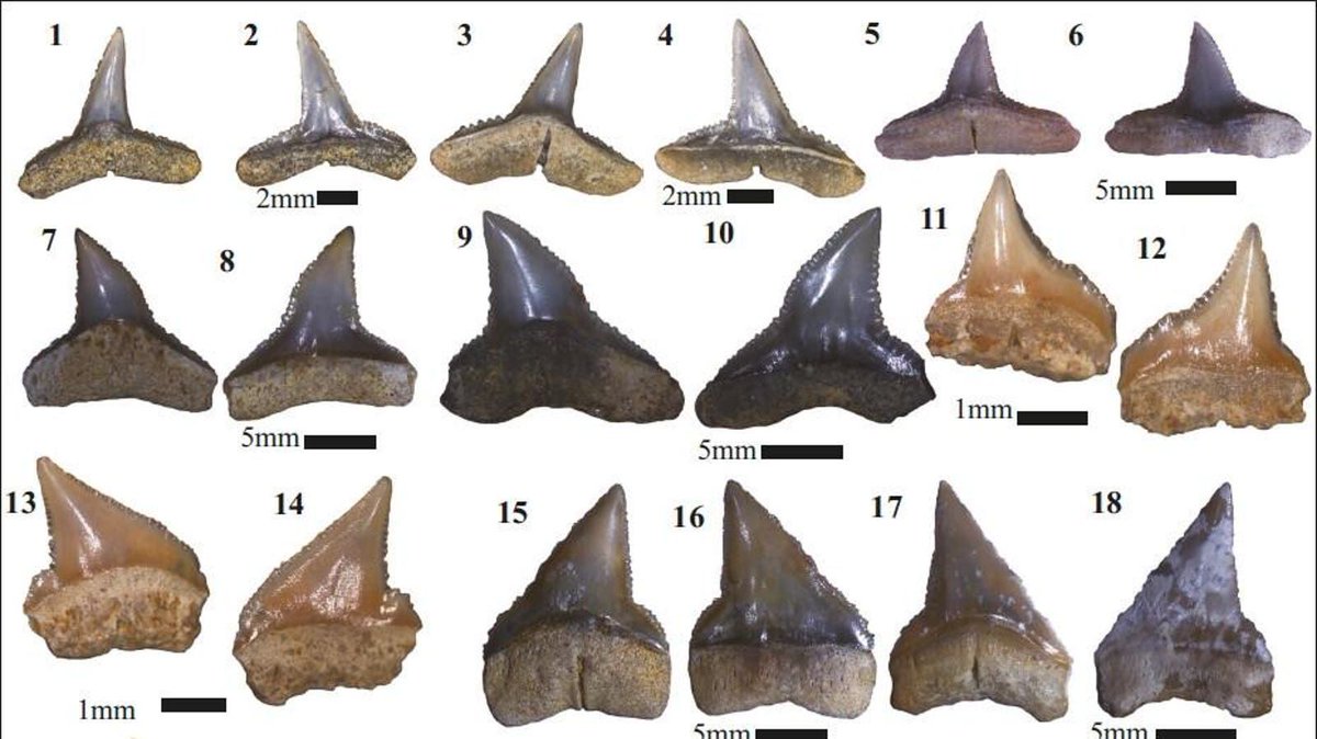 mcmsharksxx's tweet image. forbes.com/sites/melissac… 

Recent #fossil discoveries show just how diverse our ancient were and reveal migration patterns that connect #India’s ancient oceans to the wider world.