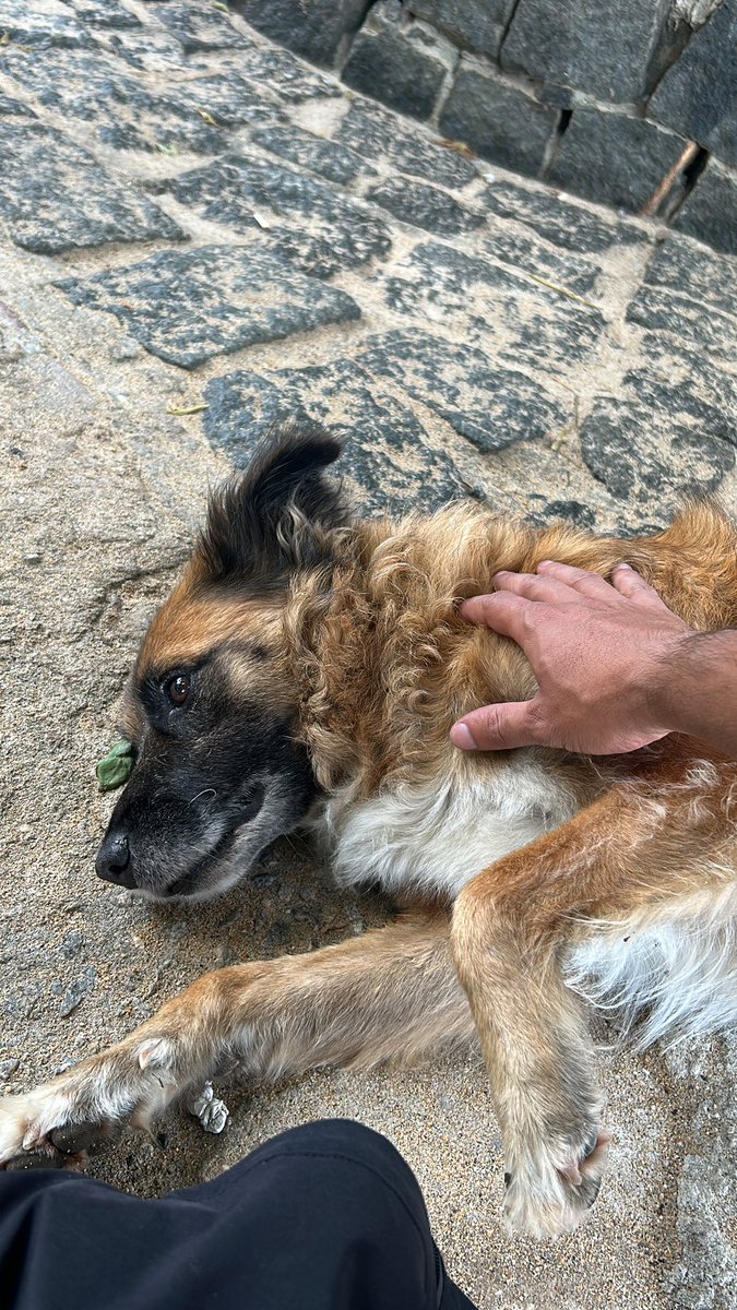 _7iago's tweet image. GM GM

#Sharky triste com o #BTC