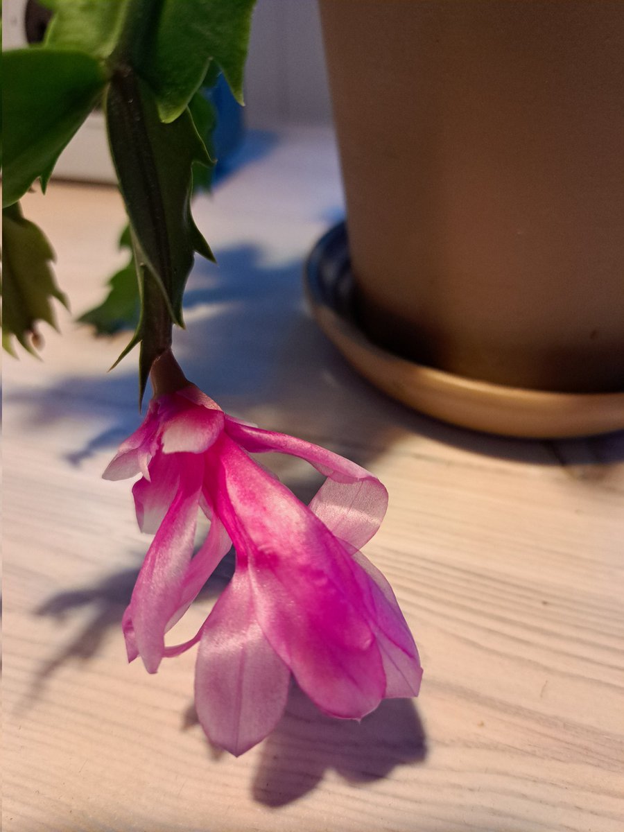 Kaktus tarjoilee tällaisia kukkia niin, että oksat taipuu. Sai olla kesän ulkona ja lokakuussakin vielä piharakennuksessa ulkolämpötilassa. #Pauha