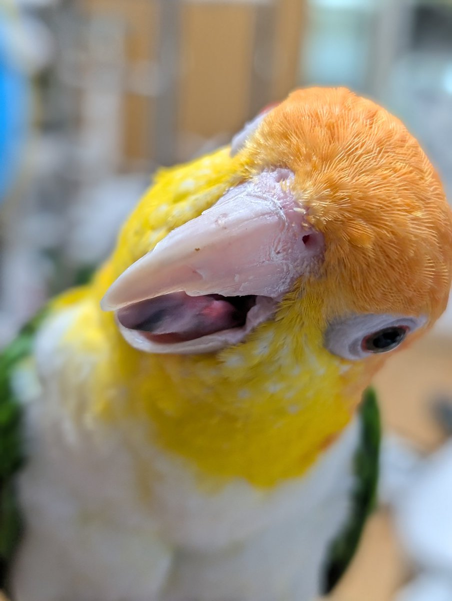 右クリック(2025年度キタアオジタ販売中) (@Migi_c) / Posts / X