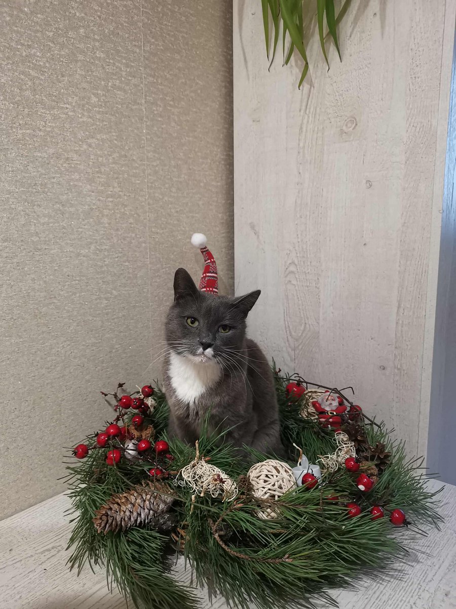 guodyteee's tweet photo. My cat is ready for Christmas 🎄❤️ https://t.co/JvLuBZGWfx