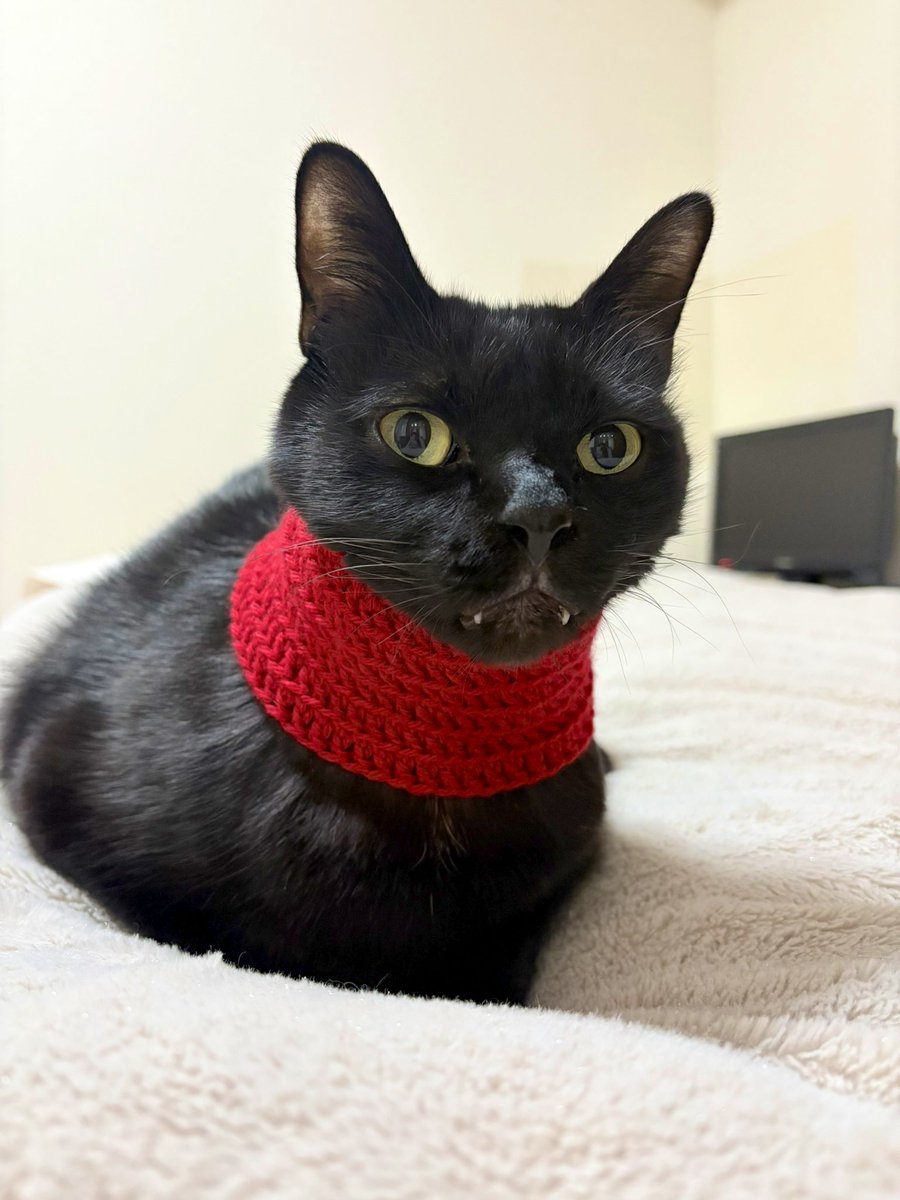 スヌード風のふんわり首輪を作りたかったのに、バステト神になってしまいました😂