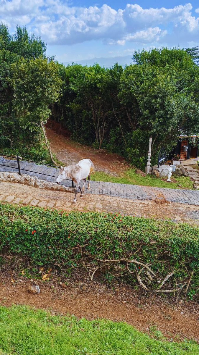 Lemon Valley Farm tweet media