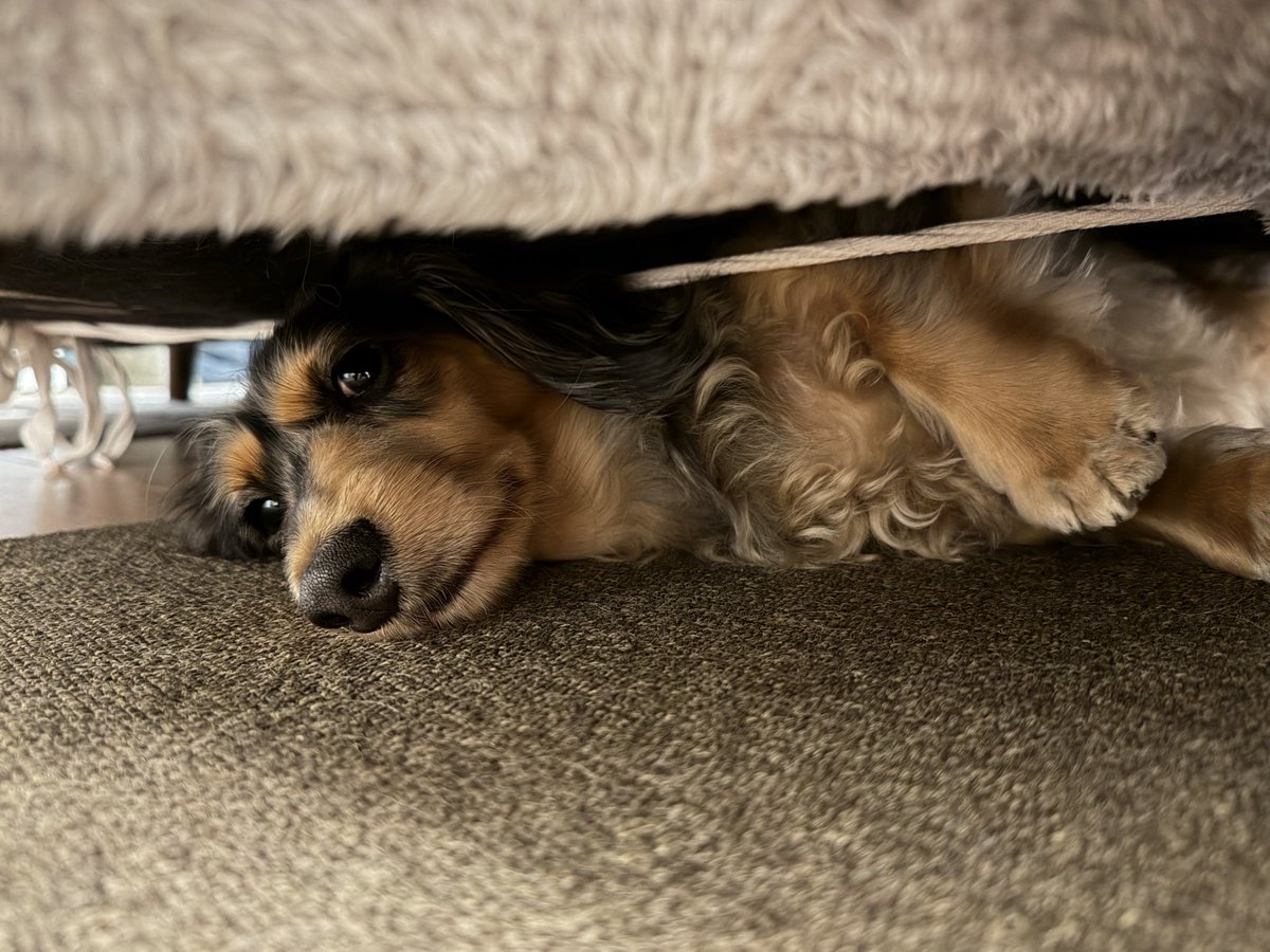 ピノ (@pino_dhk) / Posts / X