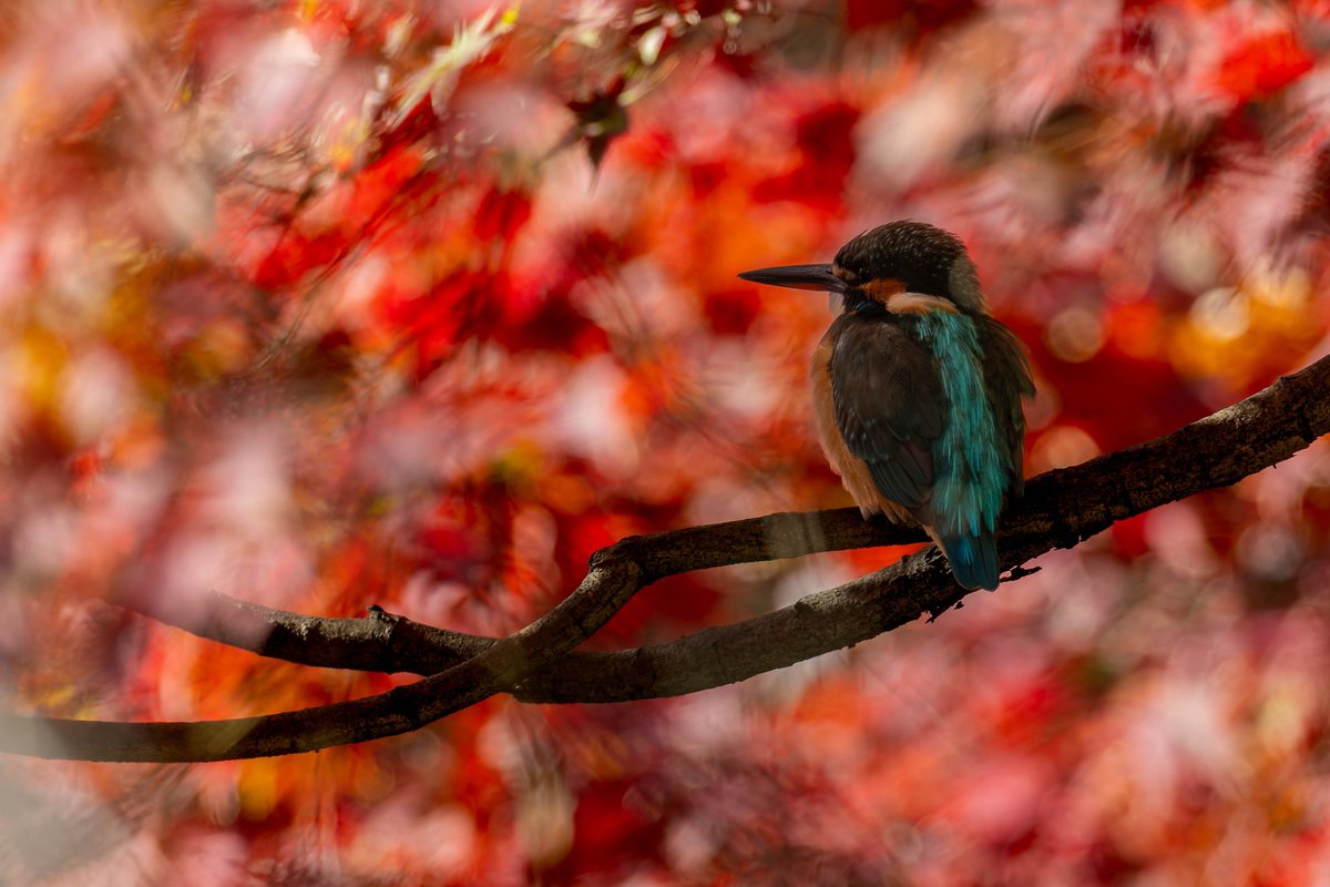 モミ🍁カワその２😊✨
只今休憩中😉
#カワセミ
