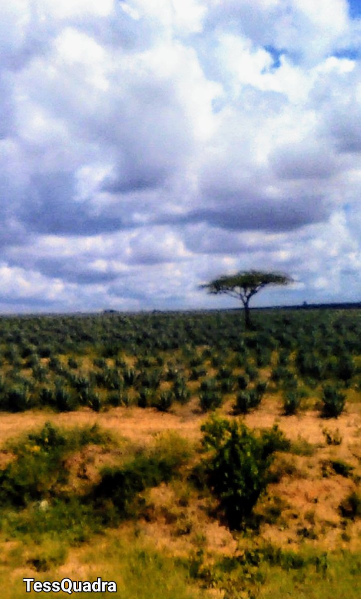 Kon_tessa's tweet image. #AlphabetChallenge 
#WeekWforWindows 
The window view from a very comfortable bus from Nairobi to Mombasa🇰🇪