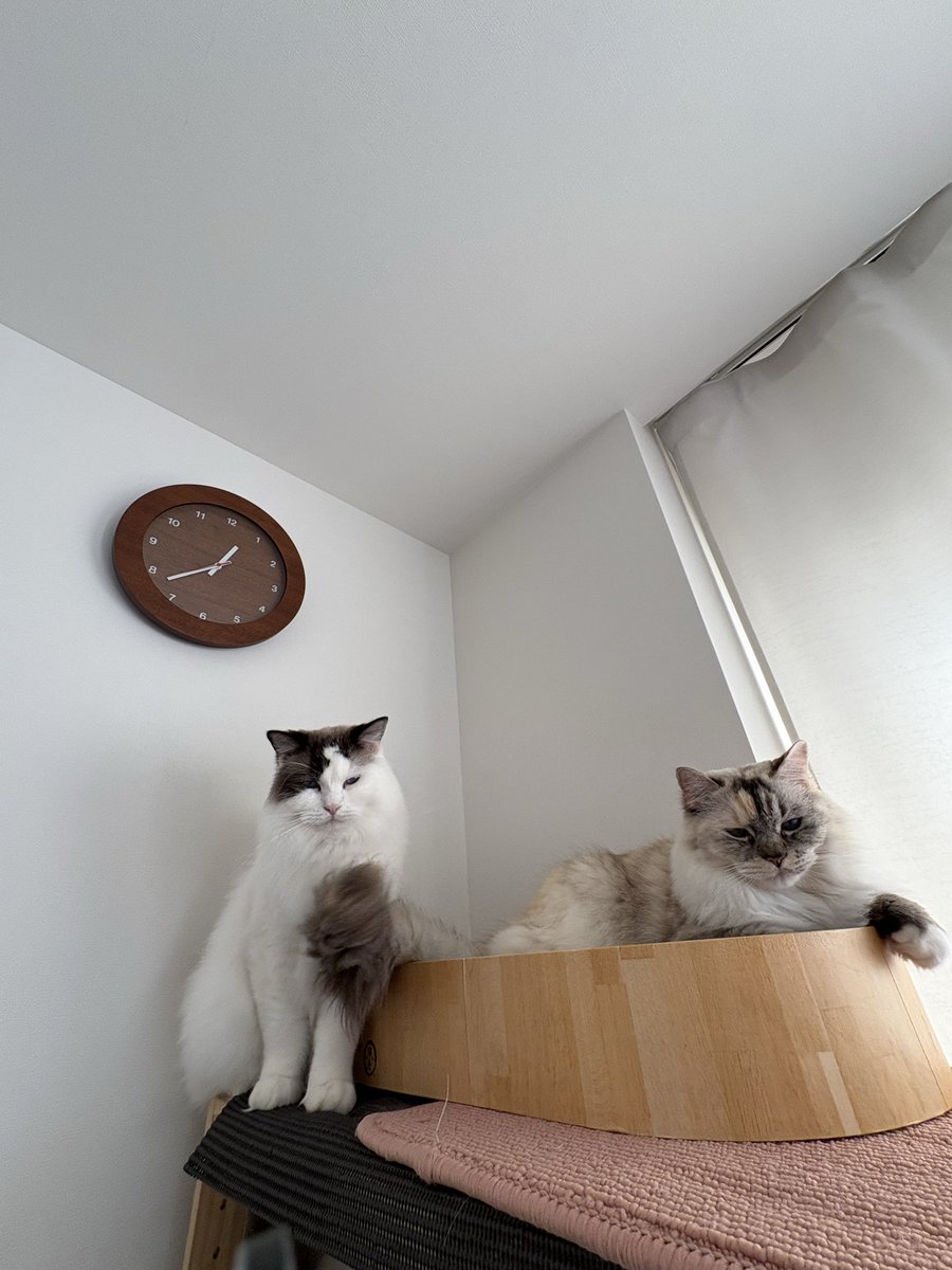 uscofu2523's tweet photo. 新猫を迎えて一年がたちました
やっと同じ部屋にいられるようになった
写真は一瞬だけ近くにいられたところ
まだお互いに毛づくろいしたりは無理っぽいかんじ https://t.co/3DYpnFwfan