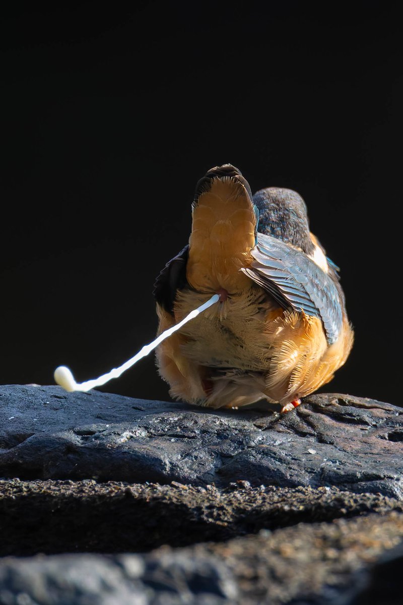 ケツ曜日でしたね！😆🎵
#カワセミ