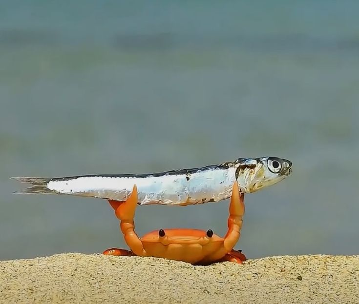 hanibeets's tweet photo. 🦀 #artph https://t.co/TDoVaKvES5