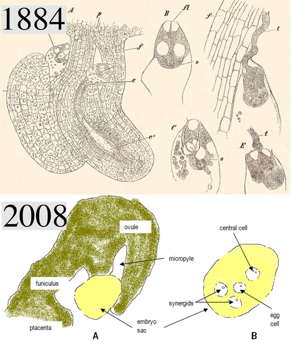 NickDesnoyer's tweet image. Below are two published figures of a torenia flower ovule, separated by over a century.

The first figure, by Eduard Strasburger is not only more accurate, but shows the passion, attention to detail, and time Strasburg sat with his specimen.