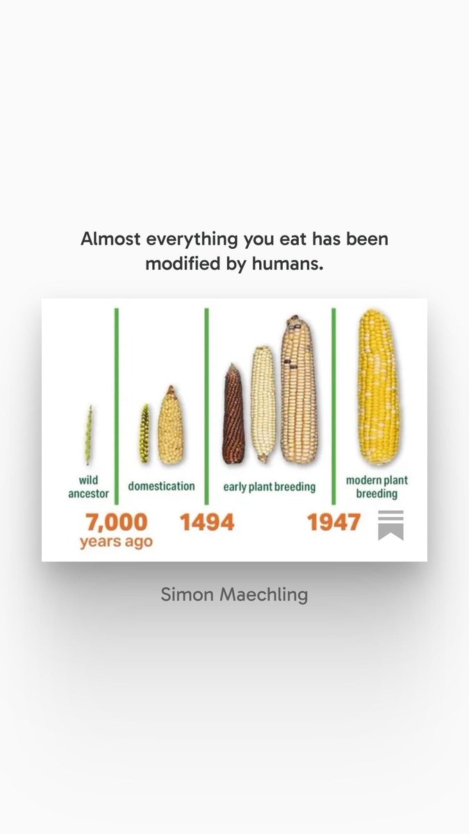 simonmaechling's tweet image. When you walk into a grocery store today, it’s easy to think that the fruits, vegetables, and grains you see are natural products of the Earth. But in reality, most of what you eat has been carefully crafted by human hands over millennia.

substack.com/@simonmaechlin…