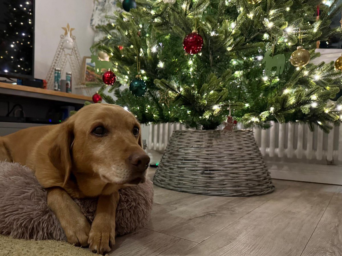 Cumbria Police Dog Section tweet media