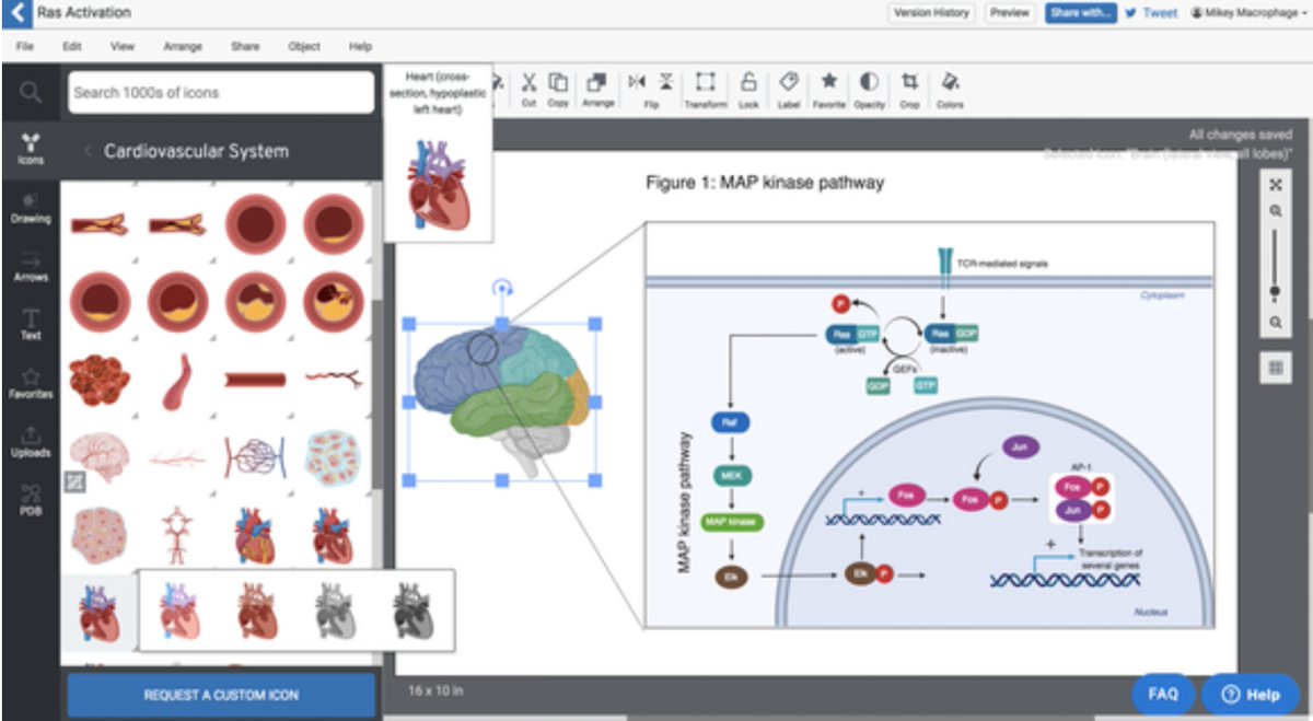 NickDesnoyer's tweet image. Of course, we can’t all be as good at drawing as Strasbourg... 

Enter BioRender, the convenient tool for bio-icons!

It&apos;s become the default for scientific drawings with its standardised style. The benefit is clear, so what’s the problem?