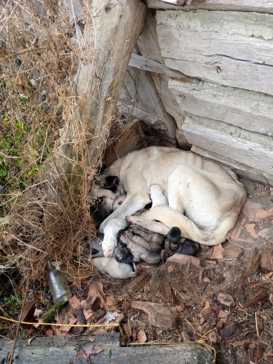 Ormana atılan köpeklerden bir tanesi kullanılmayan eski harabelere doğurmuş durum içler acısı Benim artık kurtarma şansım gönderebilecek bir yerim kalmadı kurtarabilecek birileri varsa burada Zaten birkaç güne kurtlar yer kardan girilmez buralara