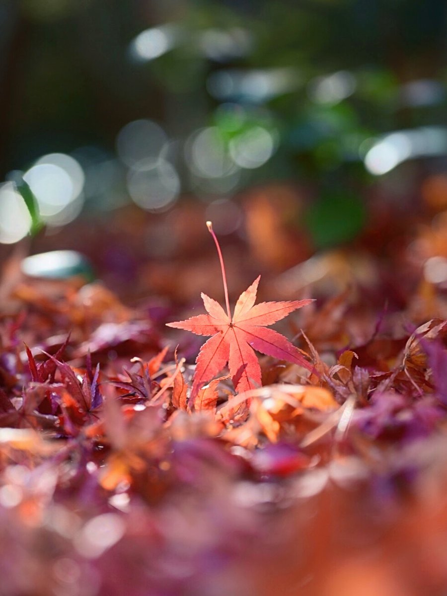 TwinsMeg11 可愛い🥰 紅葉の逆立ち🍁 めぐさんの言葉のチョイスが