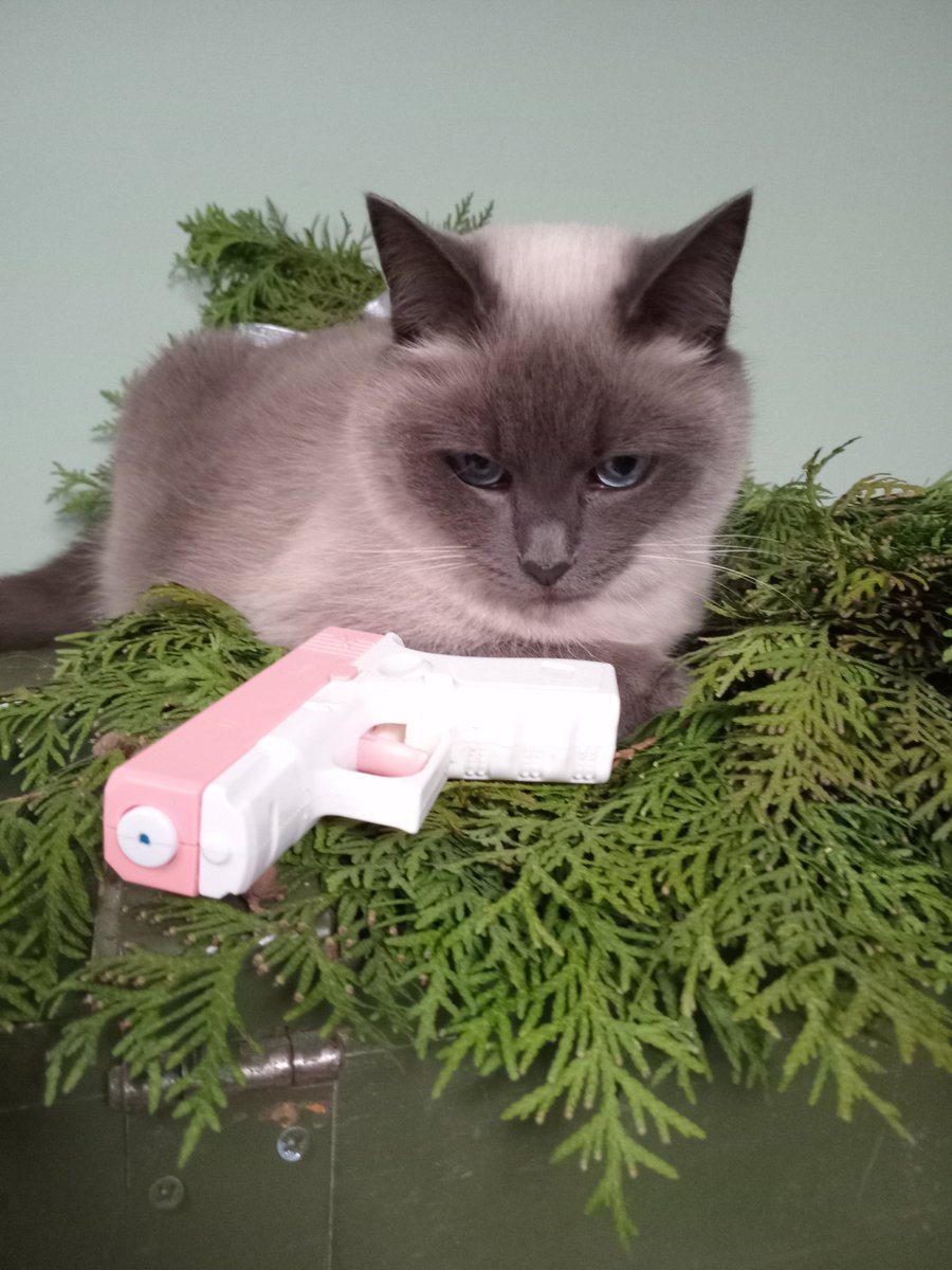 «заберіть мікрокотів і мать їхню теж заберіть, бо я за себе не відповідаю»