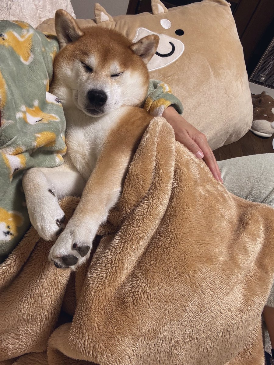 しばわんこ (@48dogchat1mame2) / Posts / X