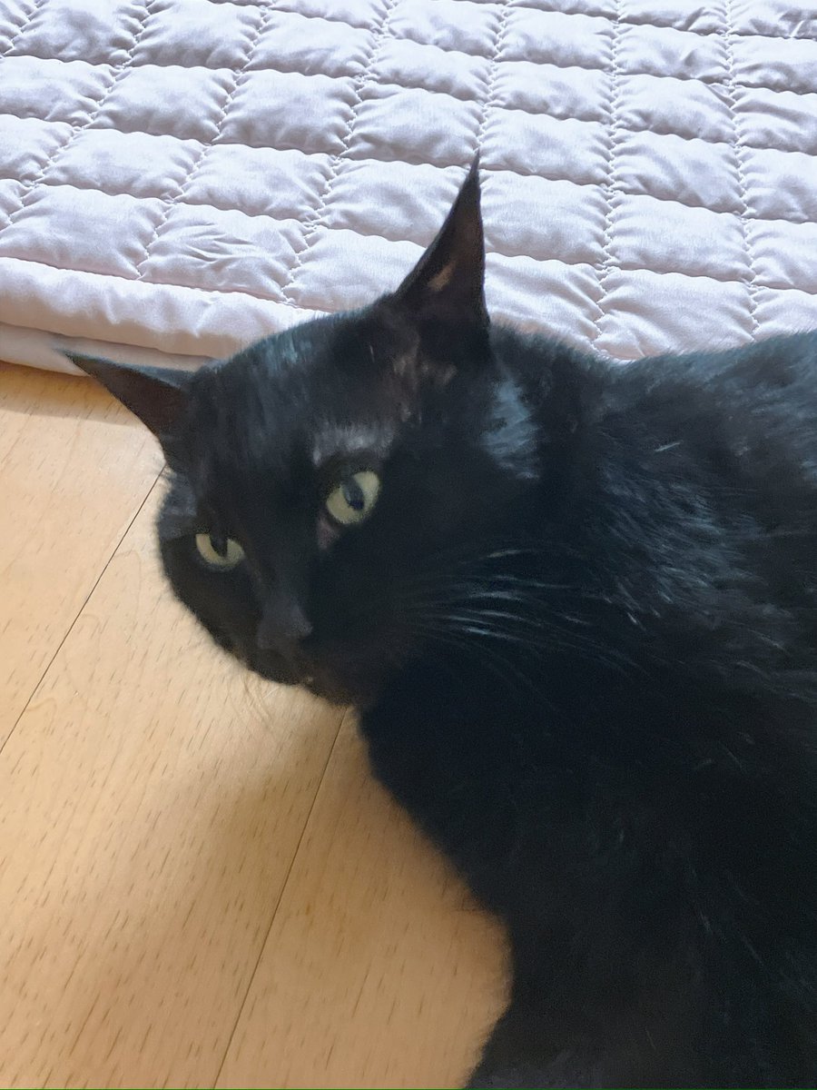 베이징 카페 가고 싶다. 근데 신청하는 방법을 몰라. 할매요… 그냥 무턱대고 찾아가면 안 되나. 지팡이 짚고. 
사실 어디서 하는지도 몰라-.- 
그동안 알리페이 무서워서 20년 동안 못 갔는데 이젠 오만때만 앱을 다 갖춘 무적이란 말이다! 자전거도 탈 수 있숴!