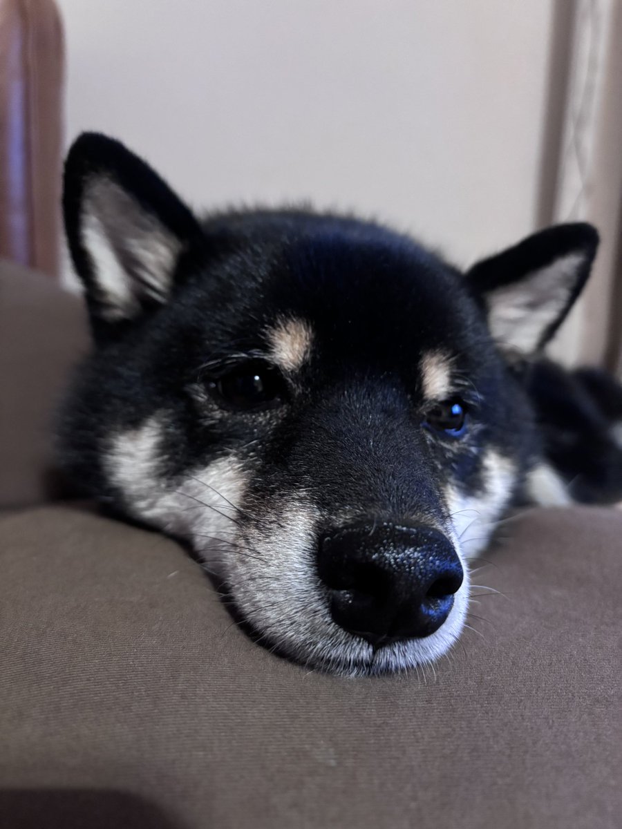 とんすけ (@tonsuke85) / Posts / X