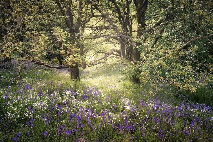 artindetails's tweet photo. heal with nature https://t.co/gefvwnlEiw
