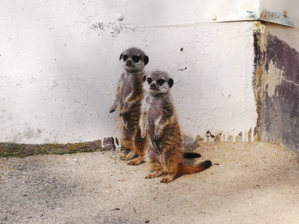 ミーアキャット