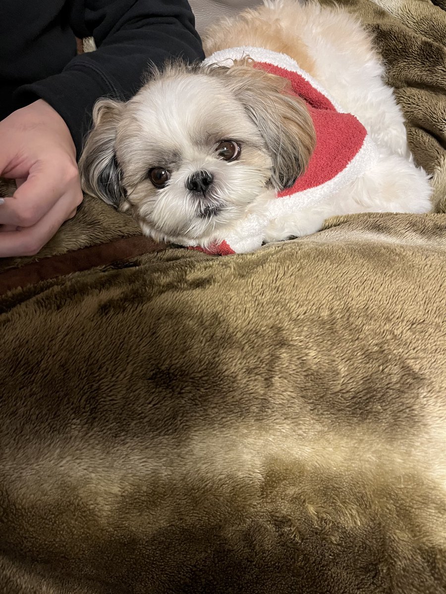 マイペース犬あいすの日常🇺🇦 (@mochikoro_ice) / Posts / X