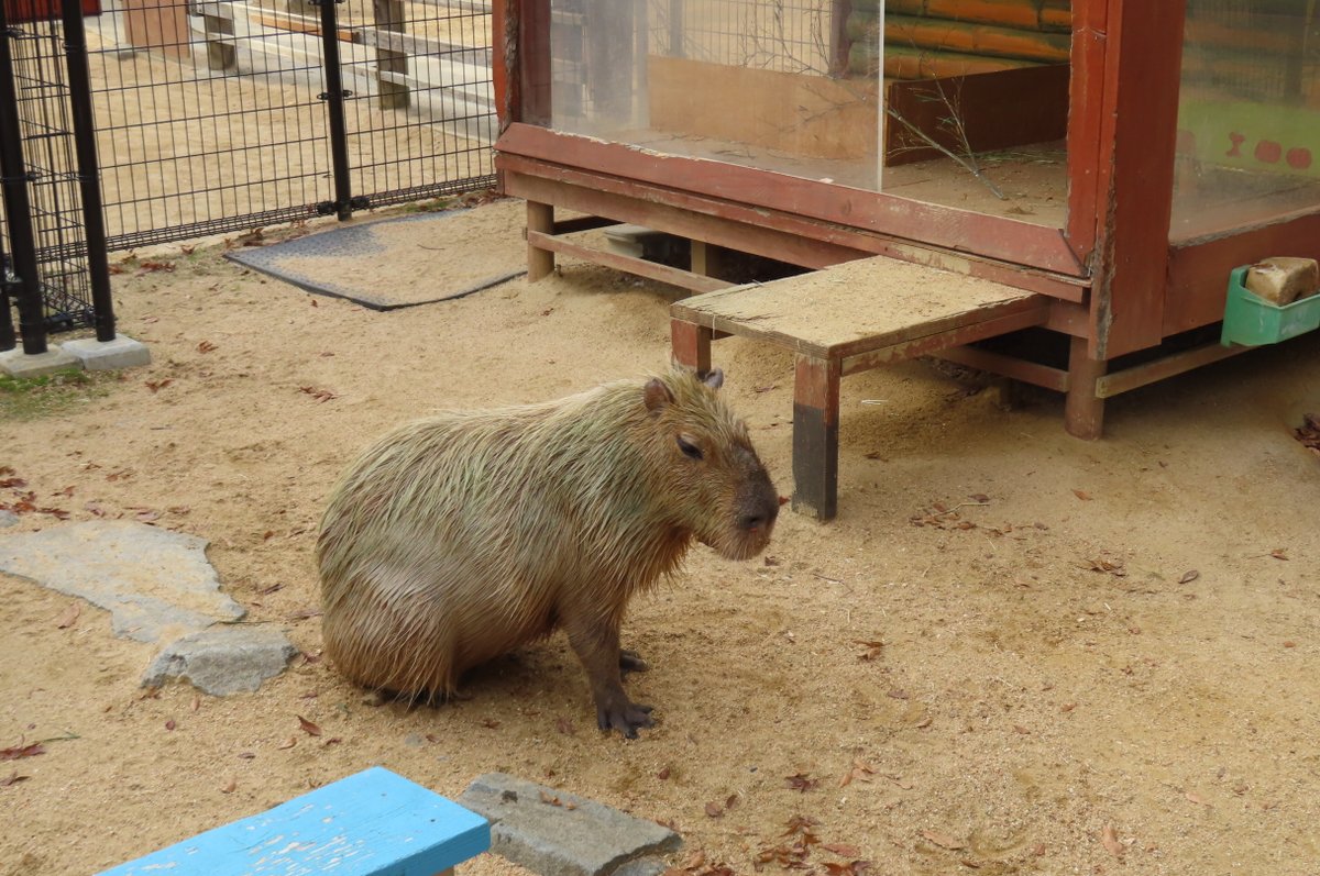 けろけろ (@capyanimal) / Posts / X