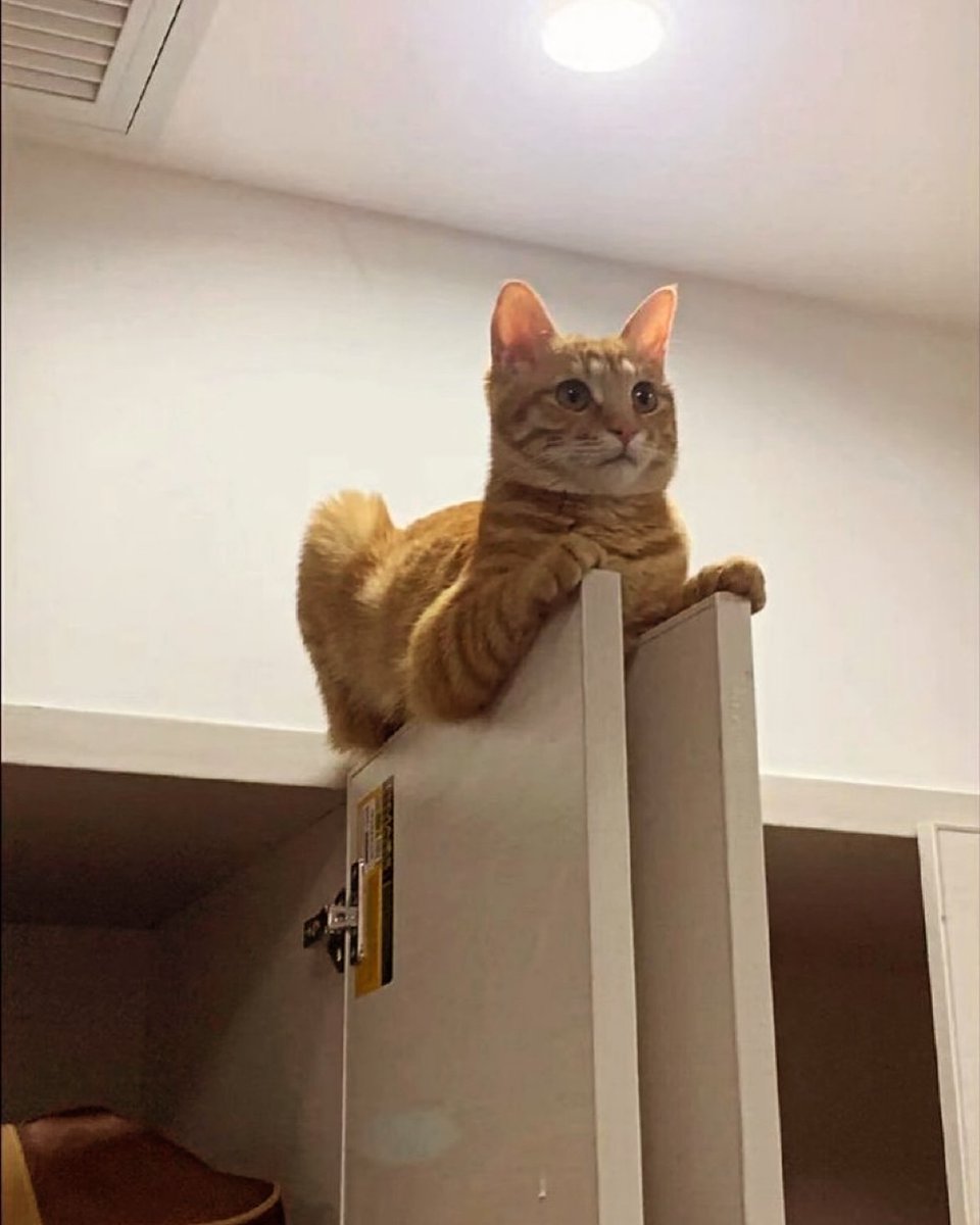 PunchingCat's tweet image. 