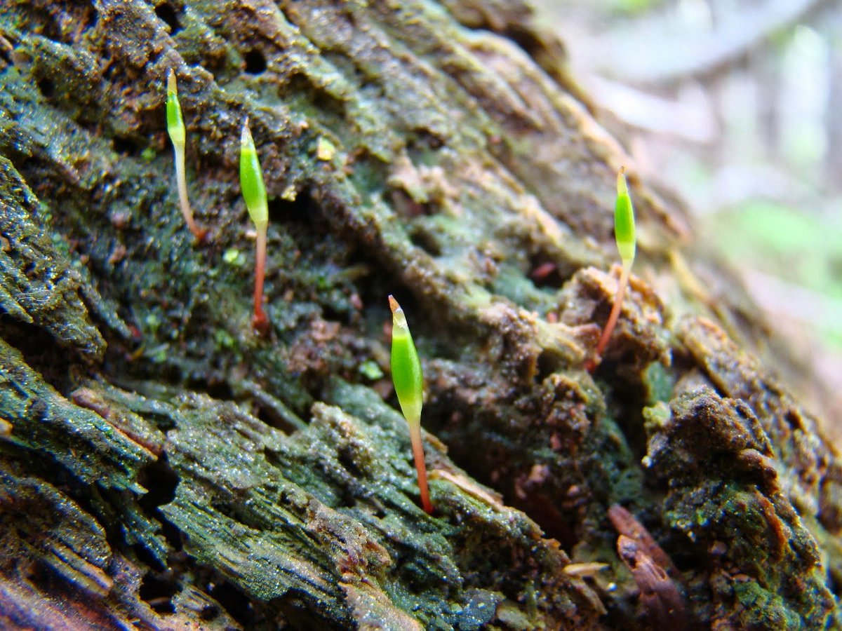 Sabies que la "Buxbaumia viridis" és una espècie de flora amenaçada?

🌿És una molsa molt singular que trobem al Pirineu i al Montseny, en zones ombrívoles entre els 1.500 i 2.000 metres. 

🔍 Vols saber-ne més? mediambient.gencat.cat/ca/detalls/Art…