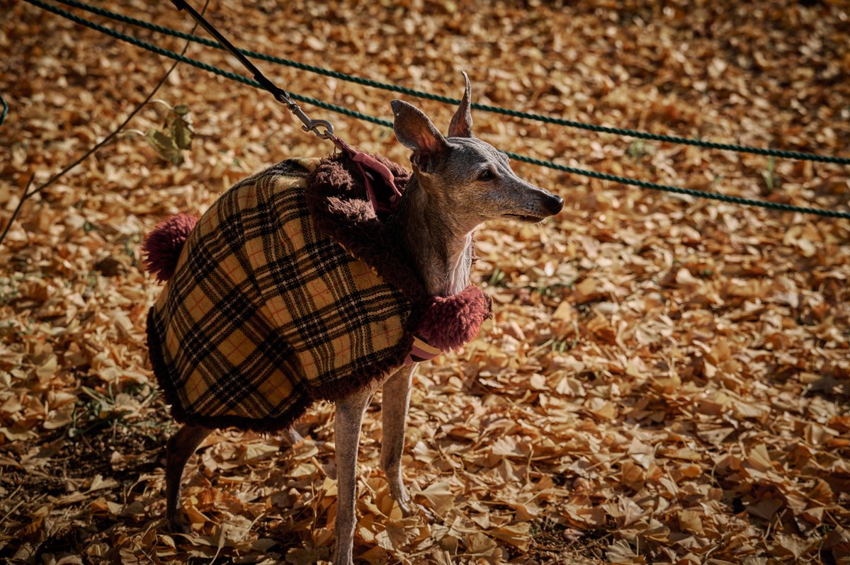 room49plus's tweet image. 折角イエローコーデでオシャレして銀杏並木を
見に来たのに、ピークが過ぎていて呆然
#Sigma #SigmaLens #ArtLens #Iseries #landscapephotography #streetphotography #sigmafpl #70200mmf28dgdn