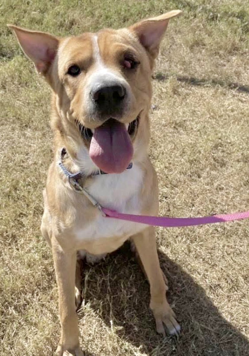 Leporidae11410's tweet image. PURE tenderness! A soul made of diamonds. 

Worried furrow between his little eyes.

BRADLEY #A384787 is only 1️⃣ year old &amp;amp; already facing death☠️.  He LIVES the Golden 💛 Rule.  Carolina Dog mix, 5️⃣1️⃣ lbs.  Neutered. 

Has suffered from SEVERE neglext since BIRTH! Still a puppy…