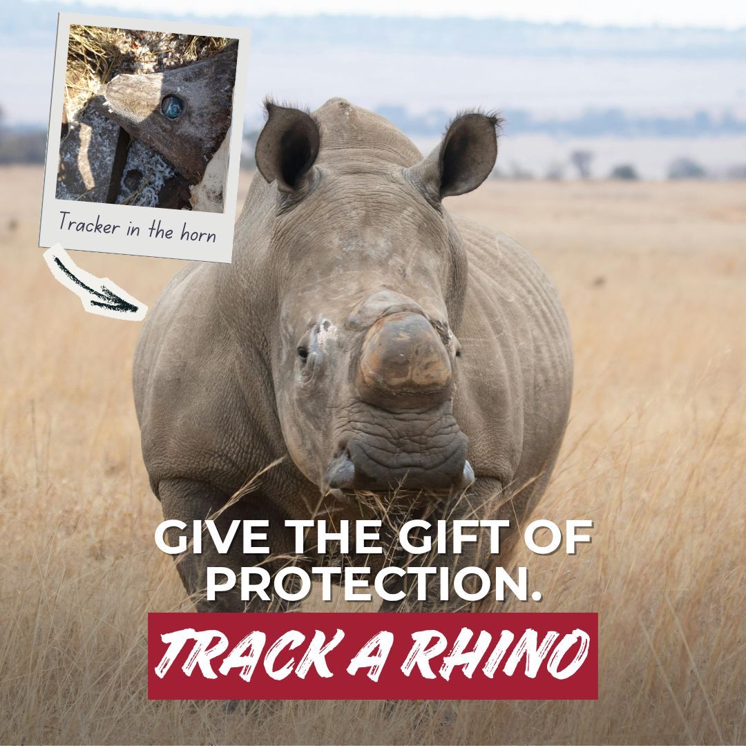 RhinosIRF's tweet photo. Tomorrow is #GivingTuesday, a global day of generosity.
Starting today when you adopt a rhino or choose one of our alternative gifts, you’ll receive a free limited-edition pom-pom beanie as a thank-you.
https://t.co/cUFnDMpNZu https://t.co/V1ZYZxYsx7
