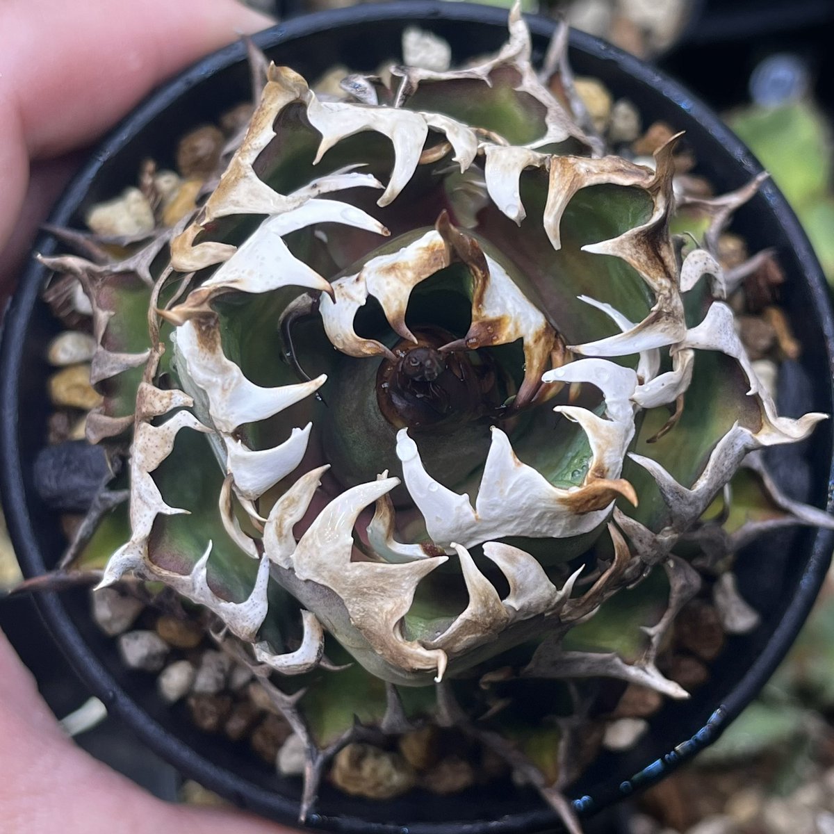 植物好きのチンパンジー 億り人 (@pq8zx) / Posts / X